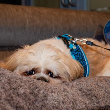 The Enniskillen Hotel | Enniskillen | the enniskillen hotel dog friendly